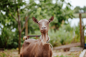 a portrait of a Brown goat with a large udder and a beard and collar stands in the farmyard
