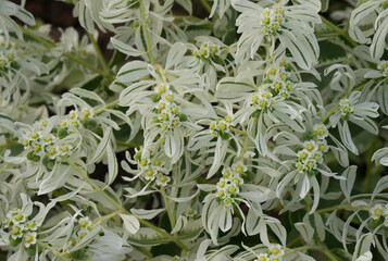 The texture of beautiful leaves in the garden. Flowers and leaves are white in the garden.