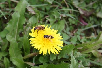 wild bees on yellow dandelion flower