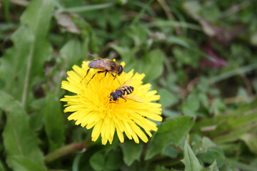wild bees on yellow dandelion flower