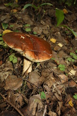 porcini mushrooms in the autumn forest