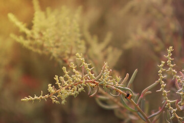 close up of lavender flowers.