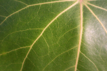 green leaf macro with yellow.