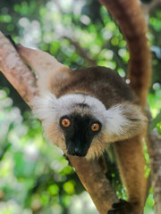 beautiful lemur on tree watching on camera in Madagascar