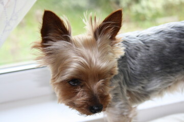 yorkshire terrier puppy