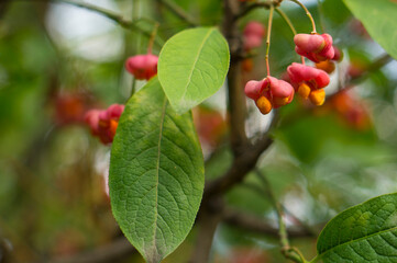 Exotic shrub seeds in the garden.