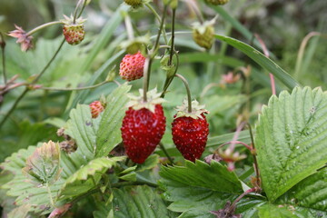 wild strawberry in the garden