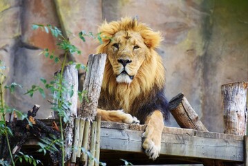Majestic male lion looking straight to camera 