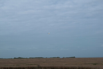 White heron flying over land in Delaware near Woodland Beach