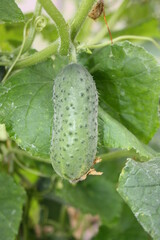 green cucumber on the vine