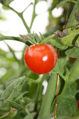 cherry tomato burst on a branch