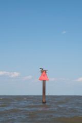 Osprey bird by nest along Delaware Bay