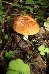 beautiful boletus mushroom close up