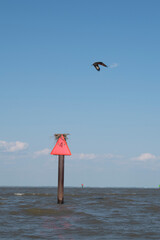 Osprey bird flying over nest along Delaware Bay