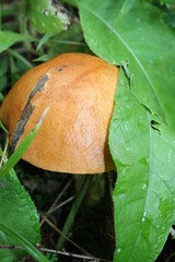 mushroom in the forest