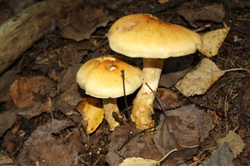 mushrooms in the forest