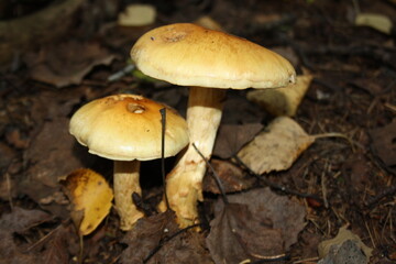 mushrooms in the forest