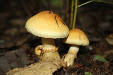 mushrooms in the forest