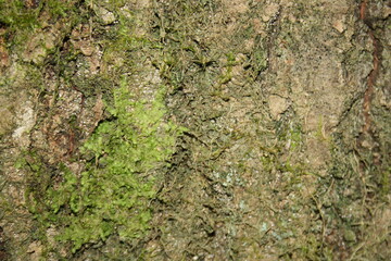 background texture tree bark closeup