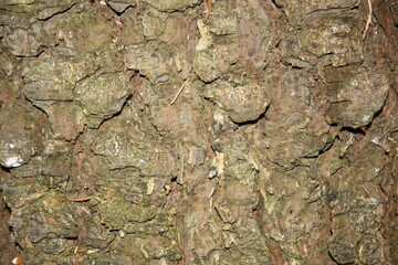 background texture tree bark closeup