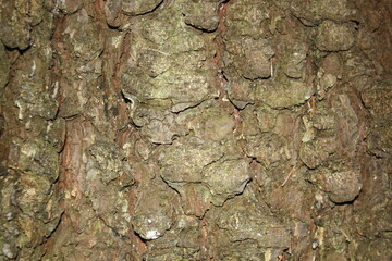 background texture tree bark closeup