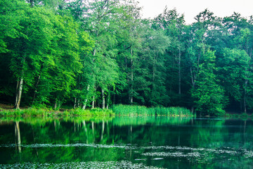 green lake in the forest
