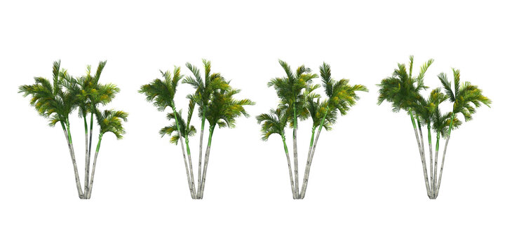 Set of 3D palm trees isolated side view on white background © Keyframe's