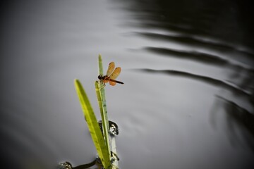 Close Up Dragonfly with Bright Orange Wings and Dark Brown Body Perched on Green Grass Isolated Water Background Small Flying Bug Beautiful Insects Wildlife Ecosystem