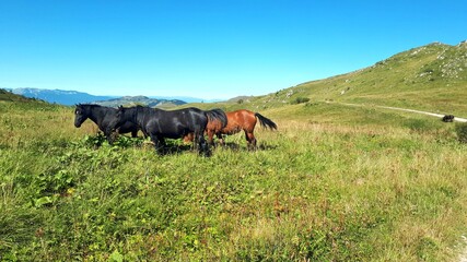 Fototapeta na wymiar Wild horses grazing in a meadow