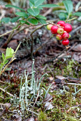 Fototapeta na wymiar Lingonberry fruits and Cladonia lichen close-up view. Forest species in natural environment.