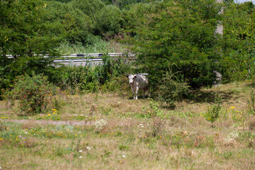 Cow in the woods behind the highway with a fence