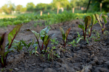 Green shoots, beet tops of vegetable beet, closeup on the background of the earth