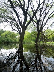 Fototapeta na wymiar tree in the water