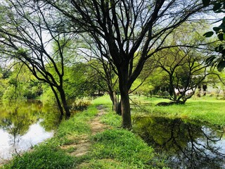 tree in the park