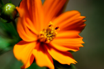 orange flower