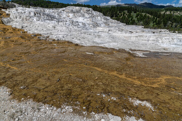 Minerva Terrace in the Mammoth Hot Springs Area, Yellowstone National Park