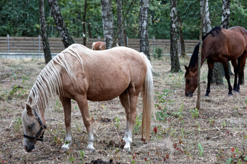 Tranquil equestrian scene. Two still horses herd (one Haflinger) grazing grass on a paddock between trees in forest, countryside.