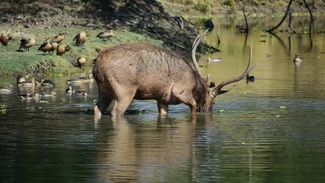 The Sambar deer eating water plants from pond