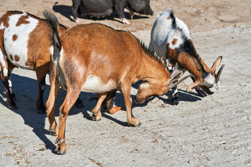 Fototapeta premium Mountain goats bowed their heads and butt horns on a sunny summer day