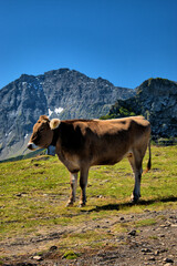 Fototapeta na wymiar Kuh steht auf einer Weide auf dem Pizol in der Schweiz 7.8.2020