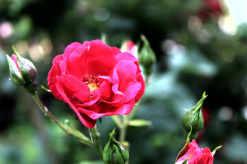 Pink rose in garden