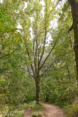 Fototapeta na wymiar path in the forest 