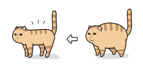 ダイエットに成功をした猫　ビフォアアフター