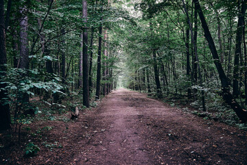 Fototapeta premium road in the forest, wide path