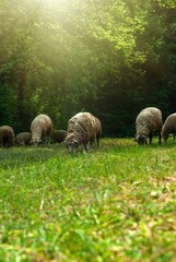 Obraz premium A flock of sheep grazing in an oak forest on a lawn on a summer morning farming