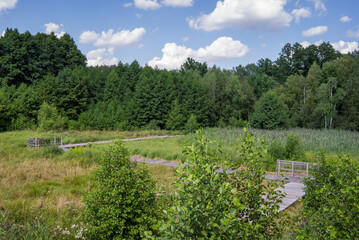 Fototapeta premium Wooden winding pathway goes through marshland area (Olszowieckie Bloto) in Kampinos National Park, Poland, Europe.