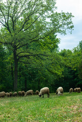 A flock of sheep grazing in an oak forest on a lawn on a summer morning farming