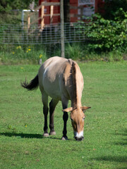 Fototapeta premium Przewalski-Pferd