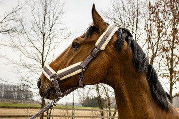 Bay horse head portrait with soft halter on lead rope. Paddock fence in background. Gray day....