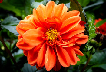 Close-up orange dahlia flower with insect